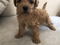 EV ORTAMINDAN 0 NUMARA BABY FACE MALTİPOO LAR