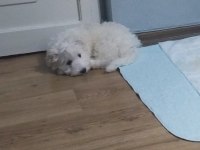 Erkek 4 aylık terrier