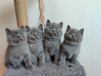 Peluş gibi british shorthair yavrularımız