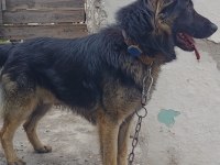 Aşıları Tam Çipli Uysal Alman Kurdu
