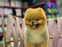 Show Kalite Ayı Surat Pomeranian Yavrularımız