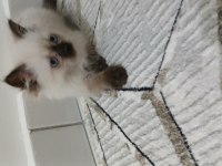 Dişi ragdoll kızım yeni yuvasını arıyor