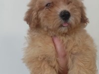 Erkek Maltipoo
