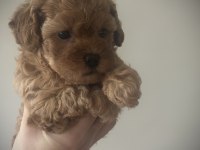 Minicik muhteşem güzellikte safkan toy poodle