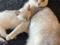 Scottish Fold ve Straight
