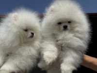Fcı export sçr belgeli teddy bear face pomeranian lar