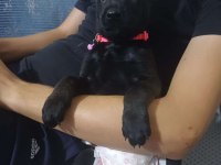 A kalite sağlam kan hattına sahip belçika kurdu