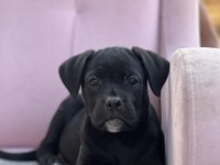 Cane Corso yavrular