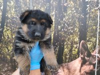 Alman Çoban Köpeği Yavruları