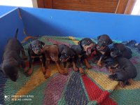 Doberman Yavrularım Sağlık Ve Irk Garantilidir