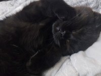 Scottish fold ve ragdoll kırması yavru
