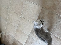 5 Aylık Dişi Scottish Fold