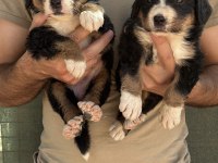 Bernese yavrularımız