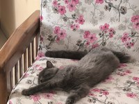 British shorthair prensesimize sahip aranıyor