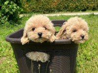 IRK GARANTİLİ MALTİPOO YAVRULARI