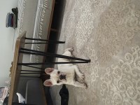 Dişi 7 aylık french bulldog yeni sahibini arıyor
