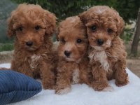 Maltipoo  Yavrularımız 