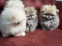Petmode Köpek Çiftliği Farkı İle Teddy Pomeranian