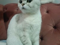 Acil yuva scottish fold kızımıza