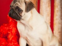 Şahane pug yavrular