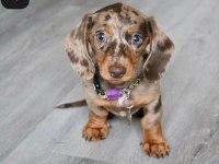 Dachshund ırkının en özel renk yapısı sizlerle