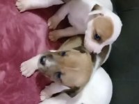 Jack Russell kardeşler kısa bacak safkan