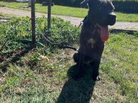 Safkan muhteşem cane corso