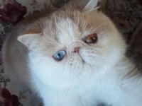 Mavi göz ve odd eyes dünyanın en nadir Exotic çifti