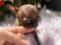 Teacup dişi elma kafa chihuahua