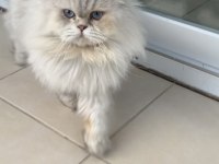 Yakışıklı british longhair oğluma yuva