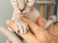 Sphynx yavru kedimiz