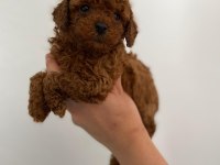 Maltipoo sevimli patiler orijinal ev doğumlu