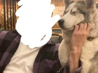 6 aylık Husky sibirya kurdu