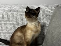SİYAM KEDİSİ DİŞİ ÜCRETSİZ SAHİPLENDİRME
