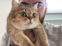 Yetişkin British Shorthair