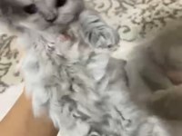 BİRİTİSH KARDEŞ KEDİLERİMİZ