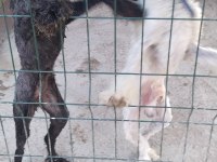 Standart poodle 2,5 yaşında