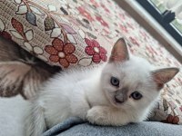 2 aylık yavru british shorthair