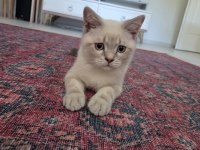 3 aylık oyun seven tatlı british shorthair