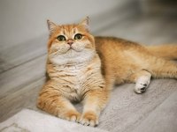 British shorthair ny12 kızımız