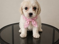 Maltese bebişler