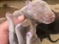 Doberman özel renk bebeklerimiz için acele edin