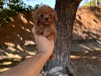 Sağlık ve ırk garantili toy poodle yavrularımız 