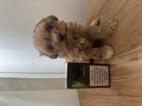 Teacup Maltipoo Bebek