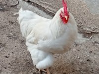 Horozlarımı ve ördeklerimi sahiplendiriyorum