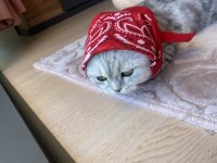 Adı luna çok tatlı ve sakin bir scottish fold