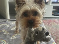 Teacup morkie büyümesi boyutu durdu