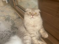 10 aylık erkek scottish fold