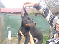 Doberman yavruları