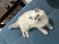 2-3 aylık yavru british longhair kedimiz